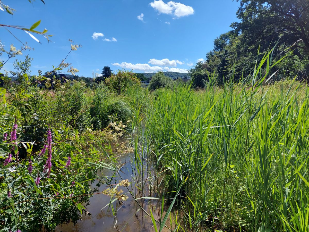 Alter Teich - (c) Raphael Krieg