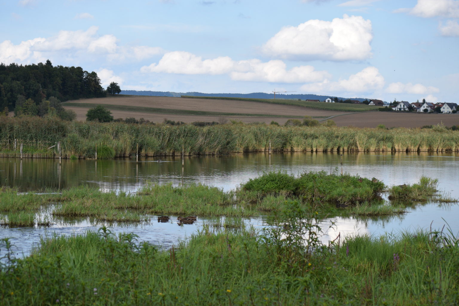 Neeracherried